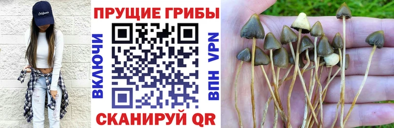 купить закладку  Ачхой-Мартан  мега онион  Галлюциногенные грибы Psilocybine cubensis 